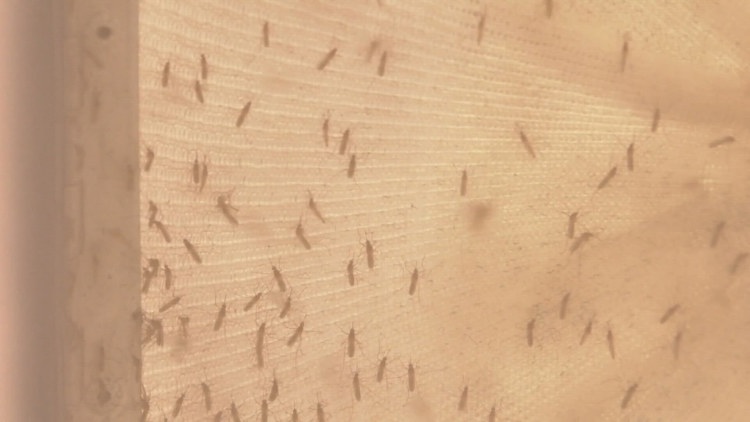 1st West Nile case reported in Denver