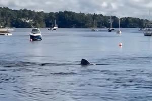 Massive, harmless shark spotted near boats in Halifax harbour