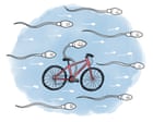 Is it true that … cycling affects fertility?