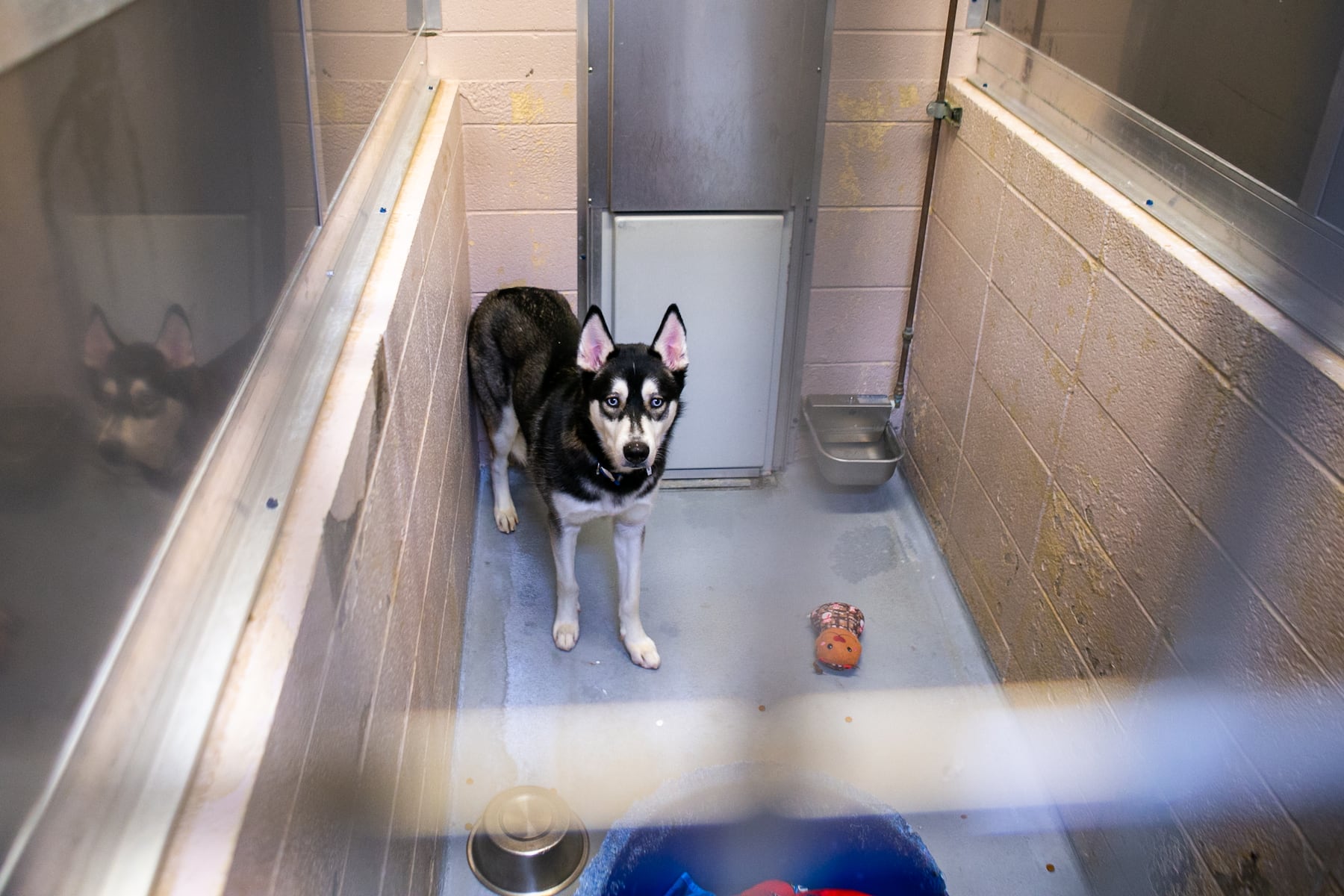 New animal services director flubbed his resume. Multnomah County hired him anyway