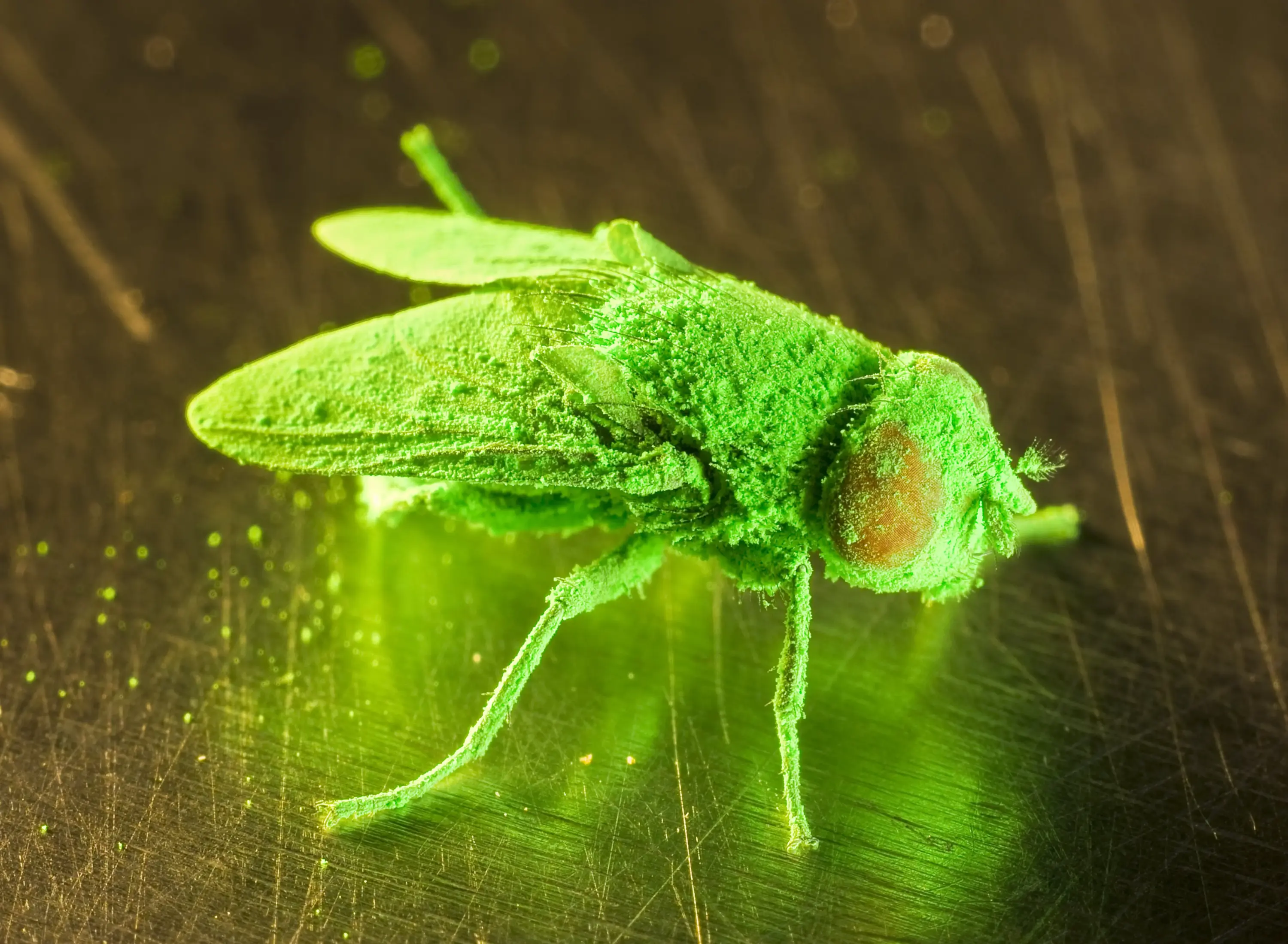 New World screwworm cases climb to 50, with latest found in New Mexico horse