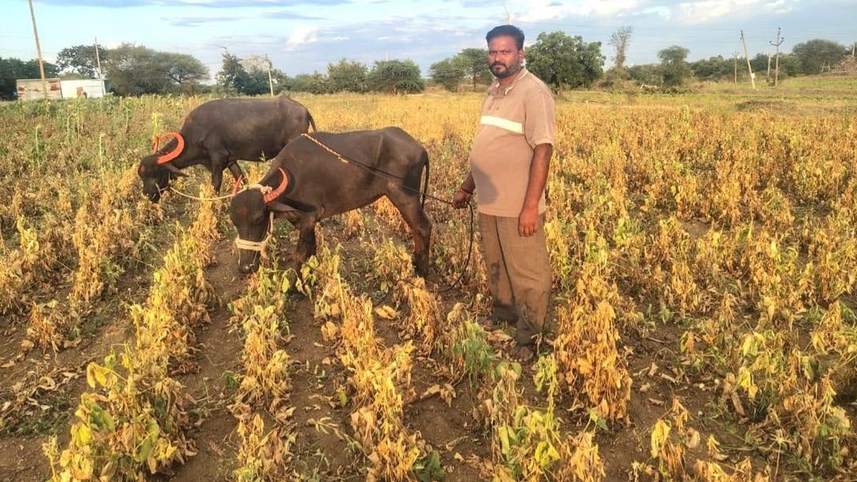 100% drought likely to be declared in Maharashtra by month-end, says Minister