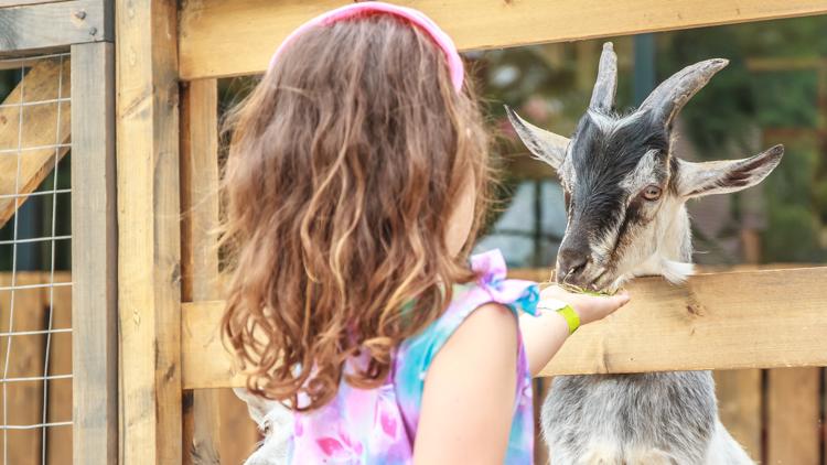 NC state veterinarian explains how families can stay safe at petting zoos after rabies concerns