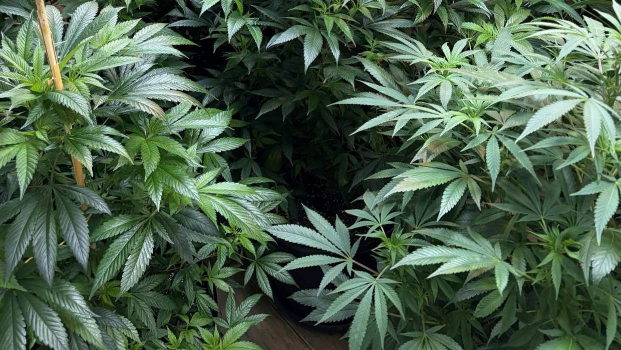 Breaking glass brought police to the house. Inside, five rooms were allegedly growing cannabis