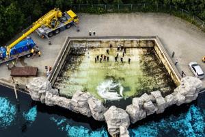 Fourth Marineland whale dies after relocation, third at Shedd Aquarium in Chicago
