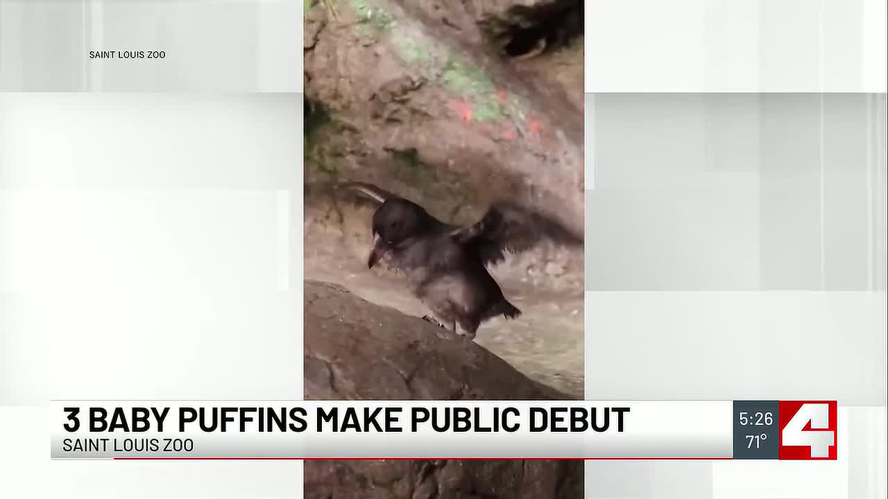 Baby puffins make debut at Saint Louis Zoo