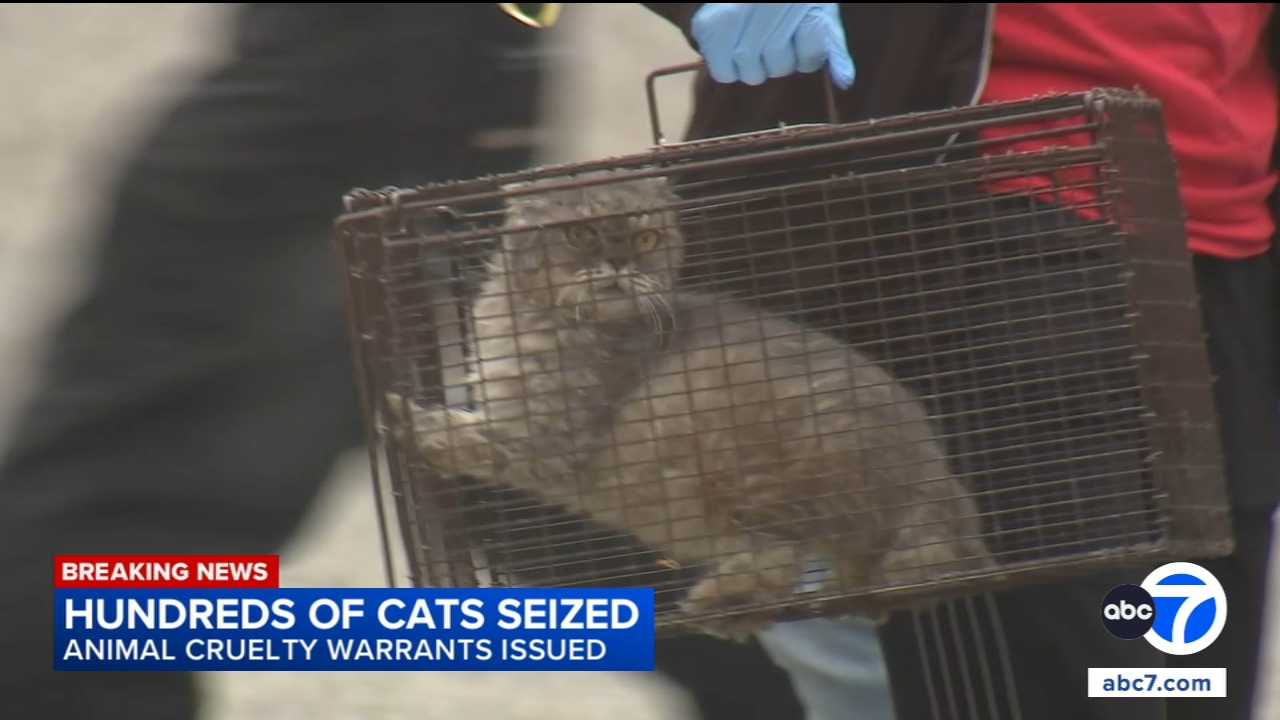 Hundreds of cats seized from Upland animal rescue nonprofit at center of animal abuse investigation