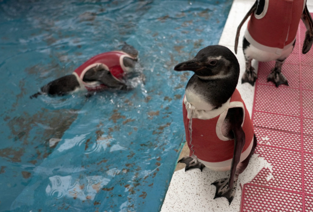 These copper vests are helping injured penguins heal faster