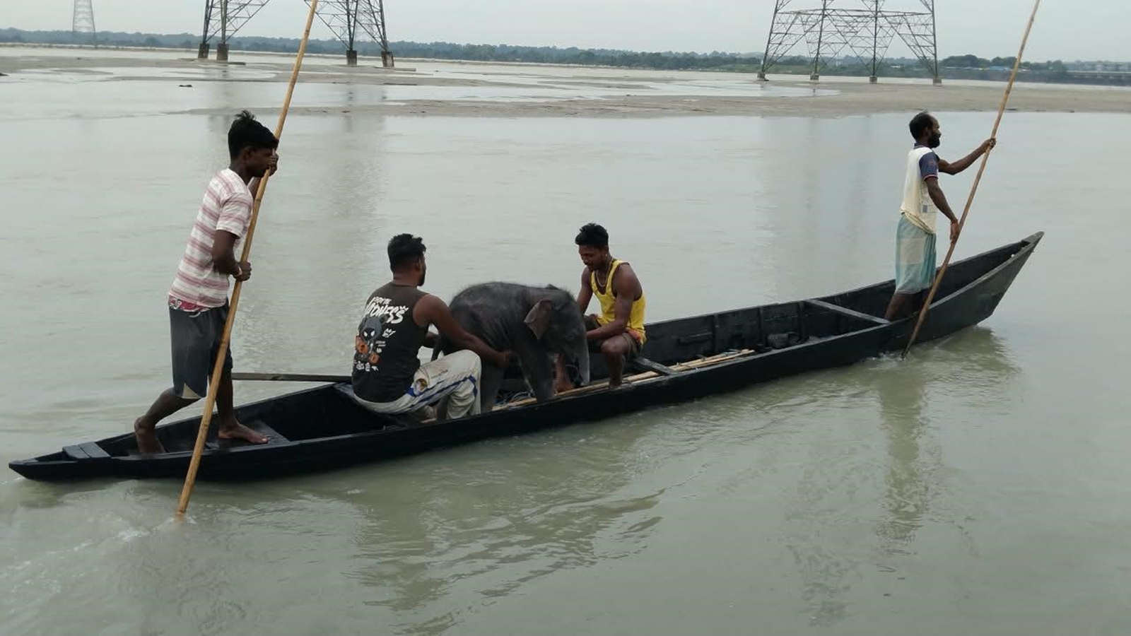 4-day-old elephant calf rescued after being swept away in Bengal river: Here’s the video