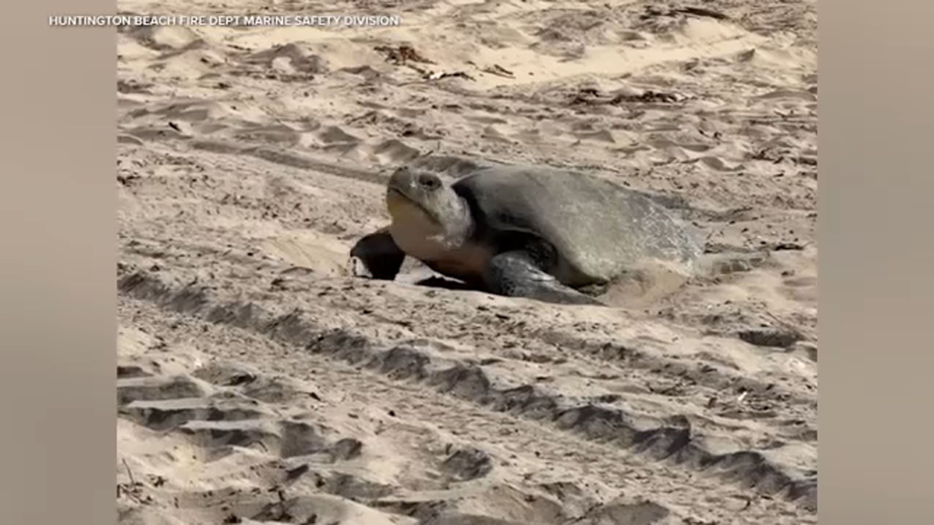 Rare sea turtle lays eggs in Orange County in first documented West Coast nesting