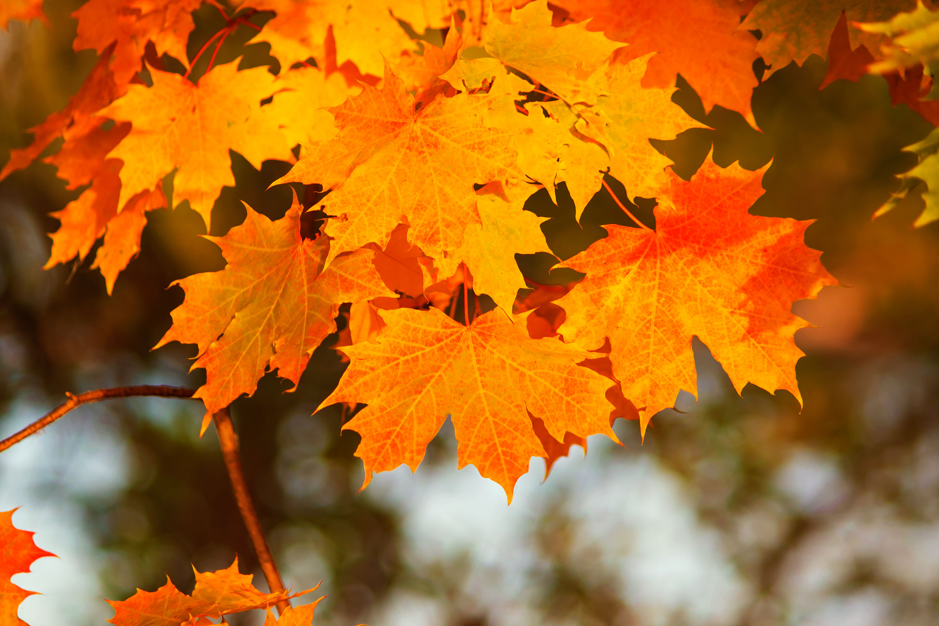 When will the DC region see the spectacular colors of fall?
