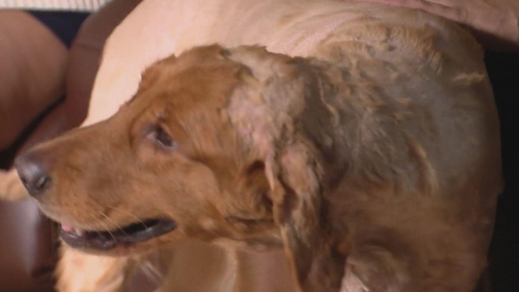 Dog back home after being missing 3 days near flooded DuPage River in Plainfield, Illinois