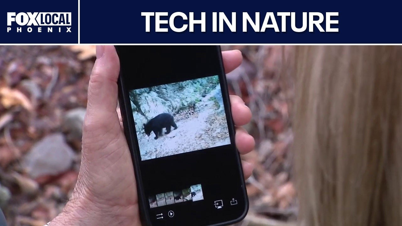 Wildlife tracking technology helps monitor Arizona apex predators