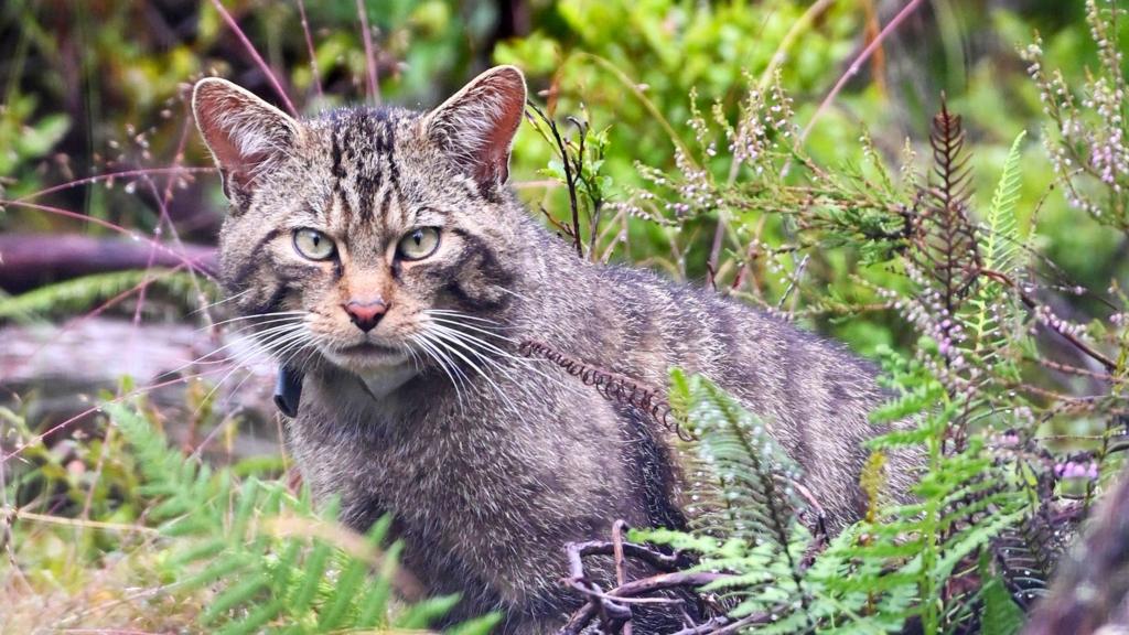 Inside Scotland's wildcat HQ - 'It's like Big Brother for cats'