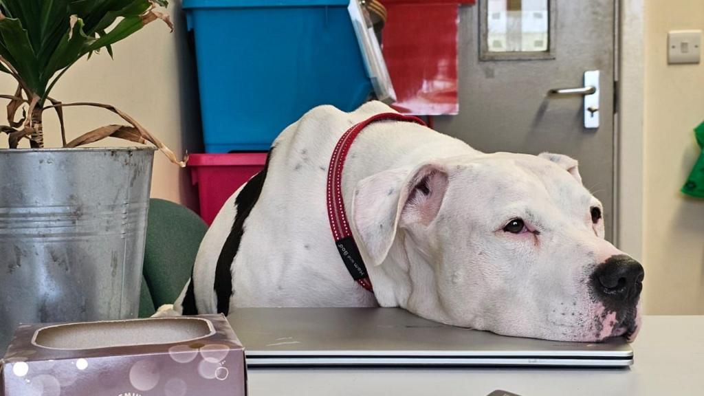 Hope that abandoned deaf dog learns sign language