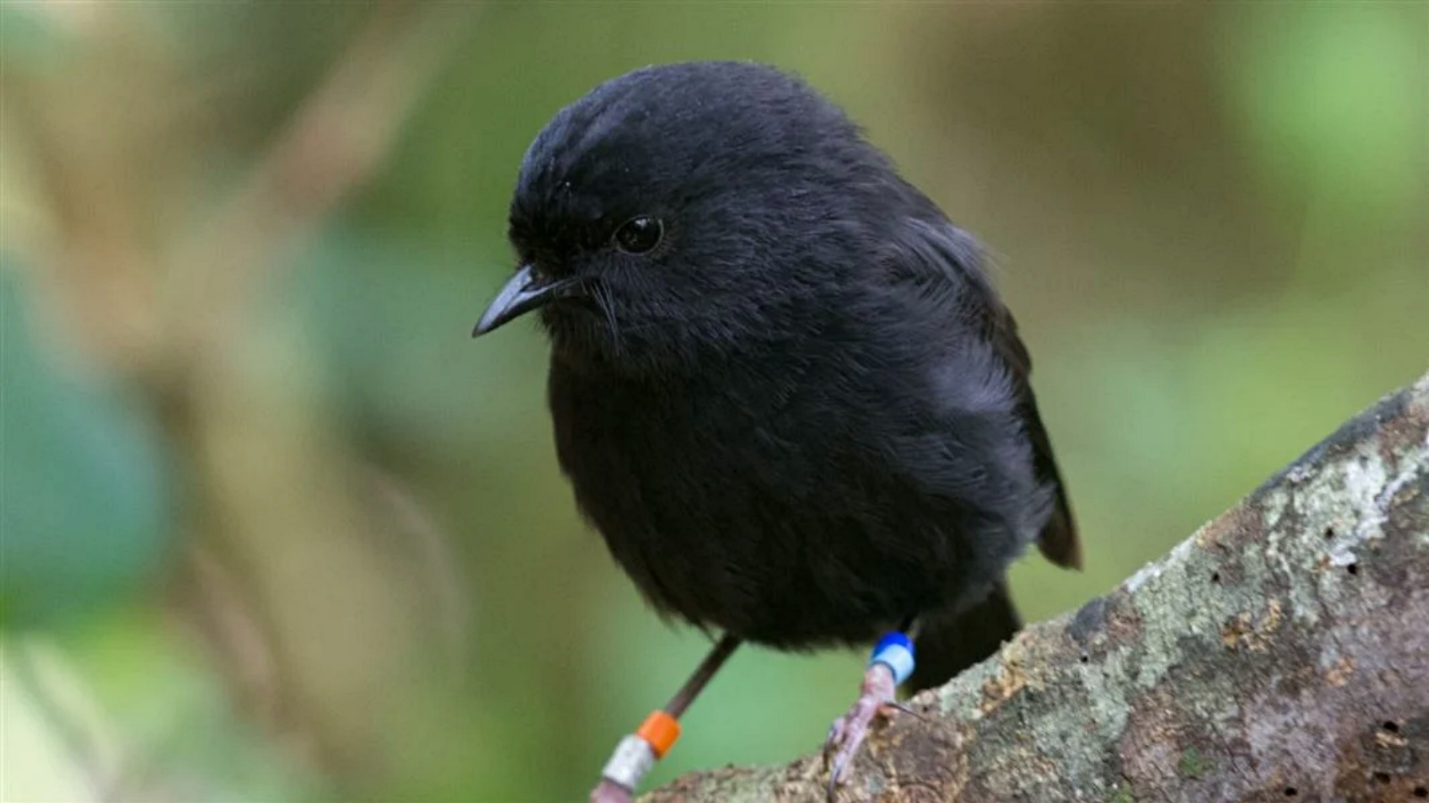 Once down to just 5, the black robin is now New Zealand’s Bird of the Year
