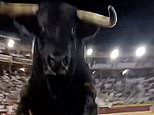 Moment enraged bull leaps over safety barrier and straight into spectator filming as crowd screamed at Spanish arena