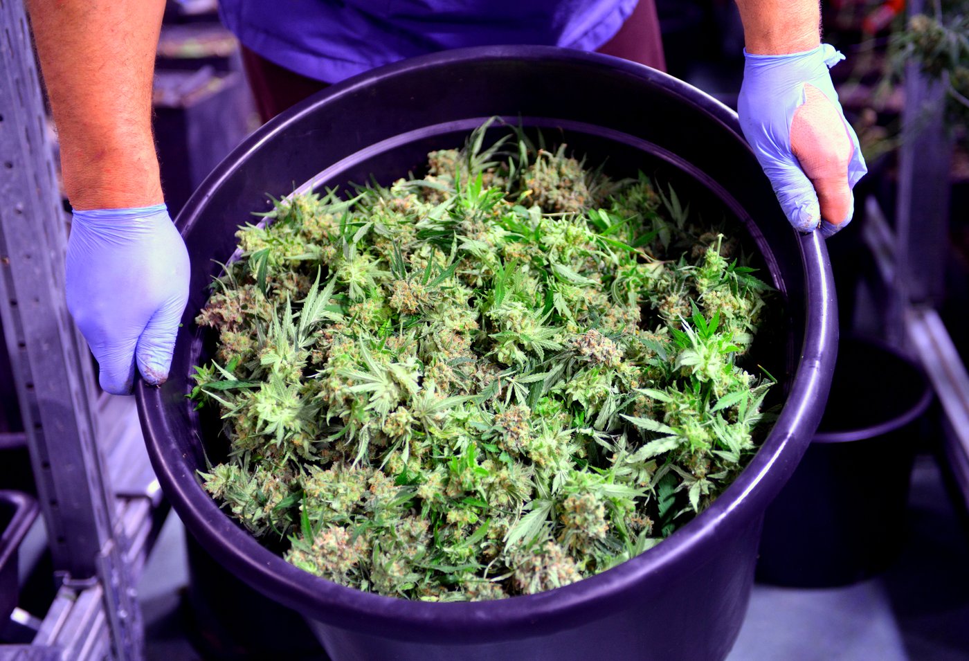 2 Cannabis Stocks That Are Quietly Trouncing the Market in 2026