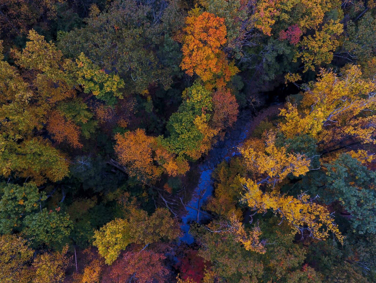 When will fall foliage peak in your Pa. county? Season’s projections mapped for all 67.
