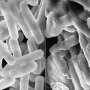 Bacteria-killing polymers—a new class of antibiotic?