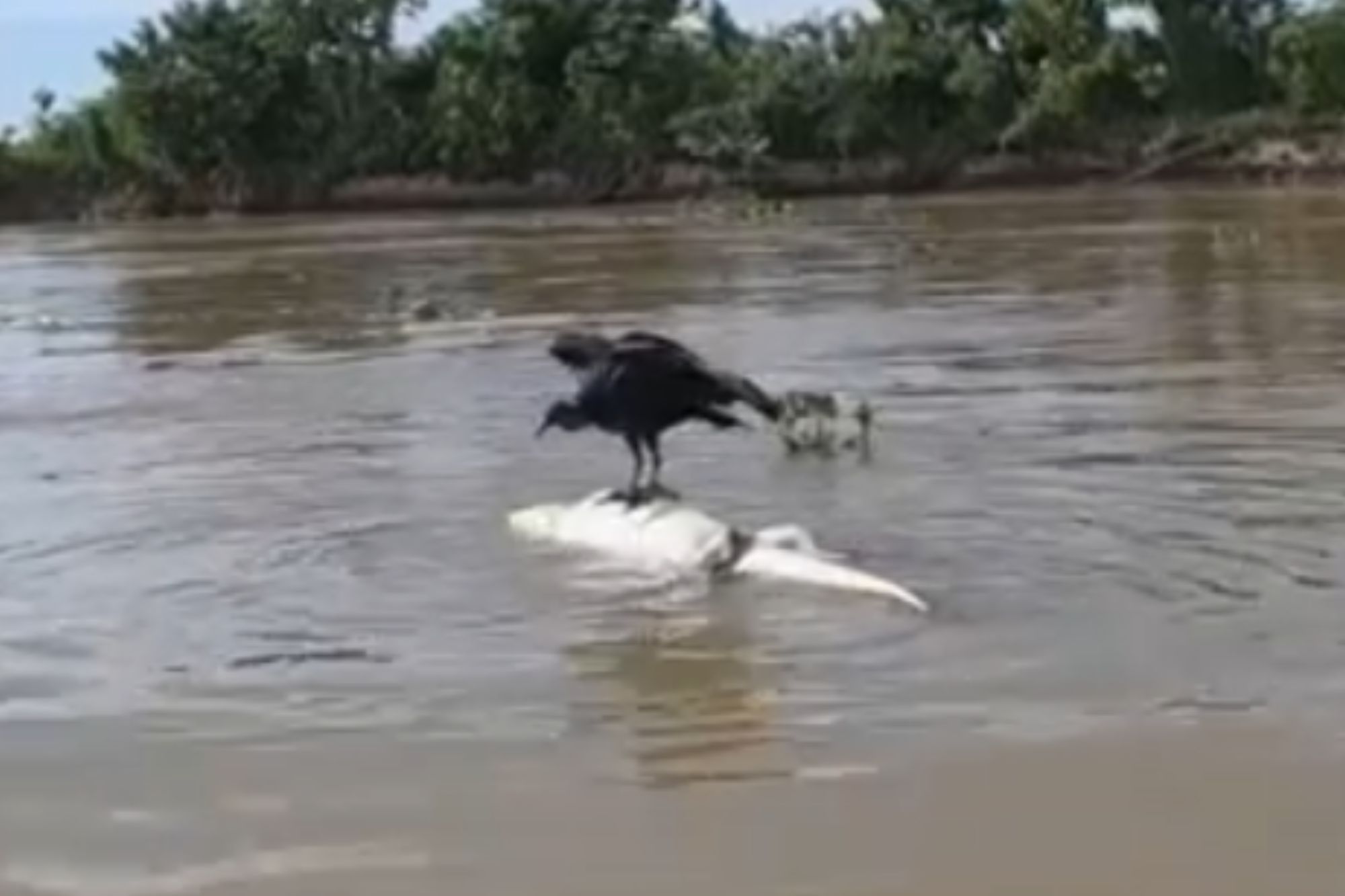 Hilarious moment hungry vulture repeatedly rolls croc in water as it desperately tries balance & feast on carcass