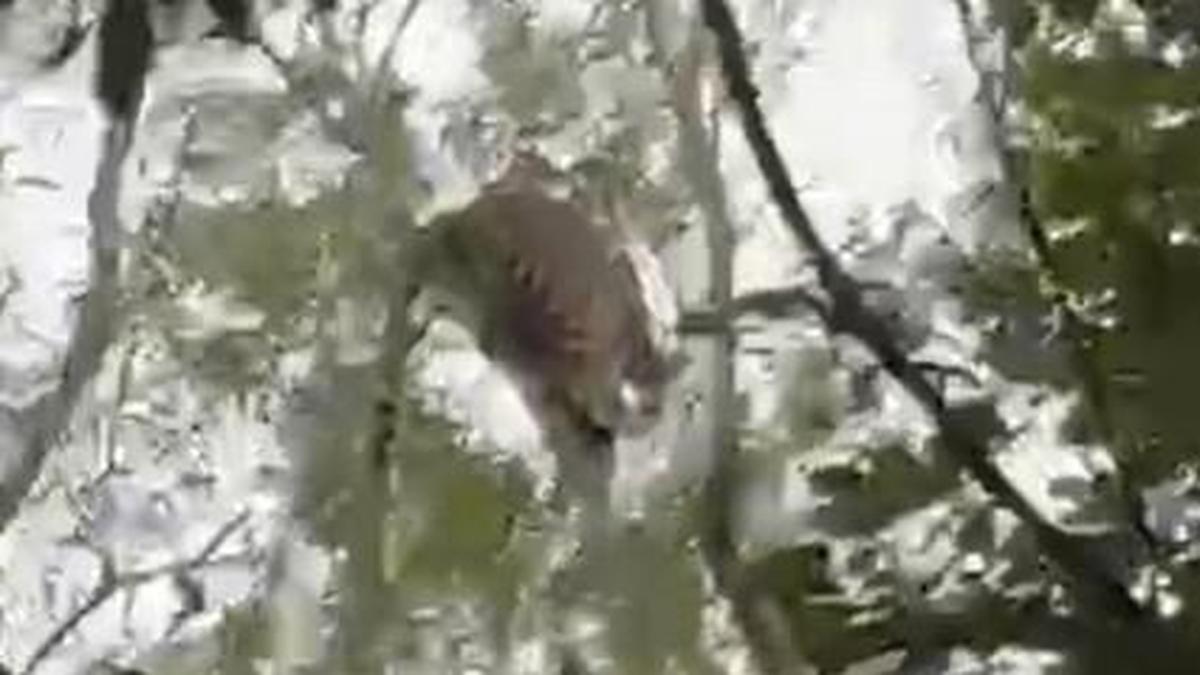 HANUMAN teams deployed after leopard sighting near Alipiri footpath
