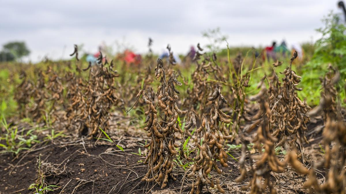 Maharashtra drought: State records 18.8% rain deficit, 40-50% rain deficit across six districts