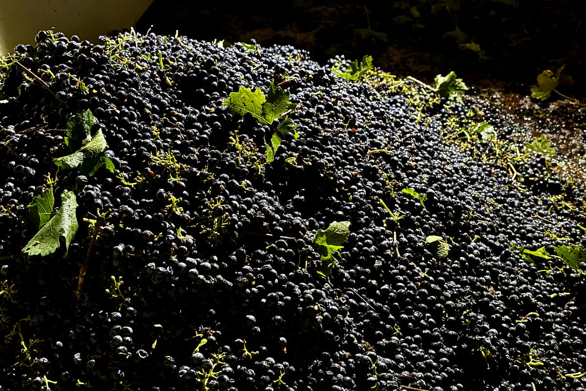 California farmers are struggling to sell grapes as demand for wine drops