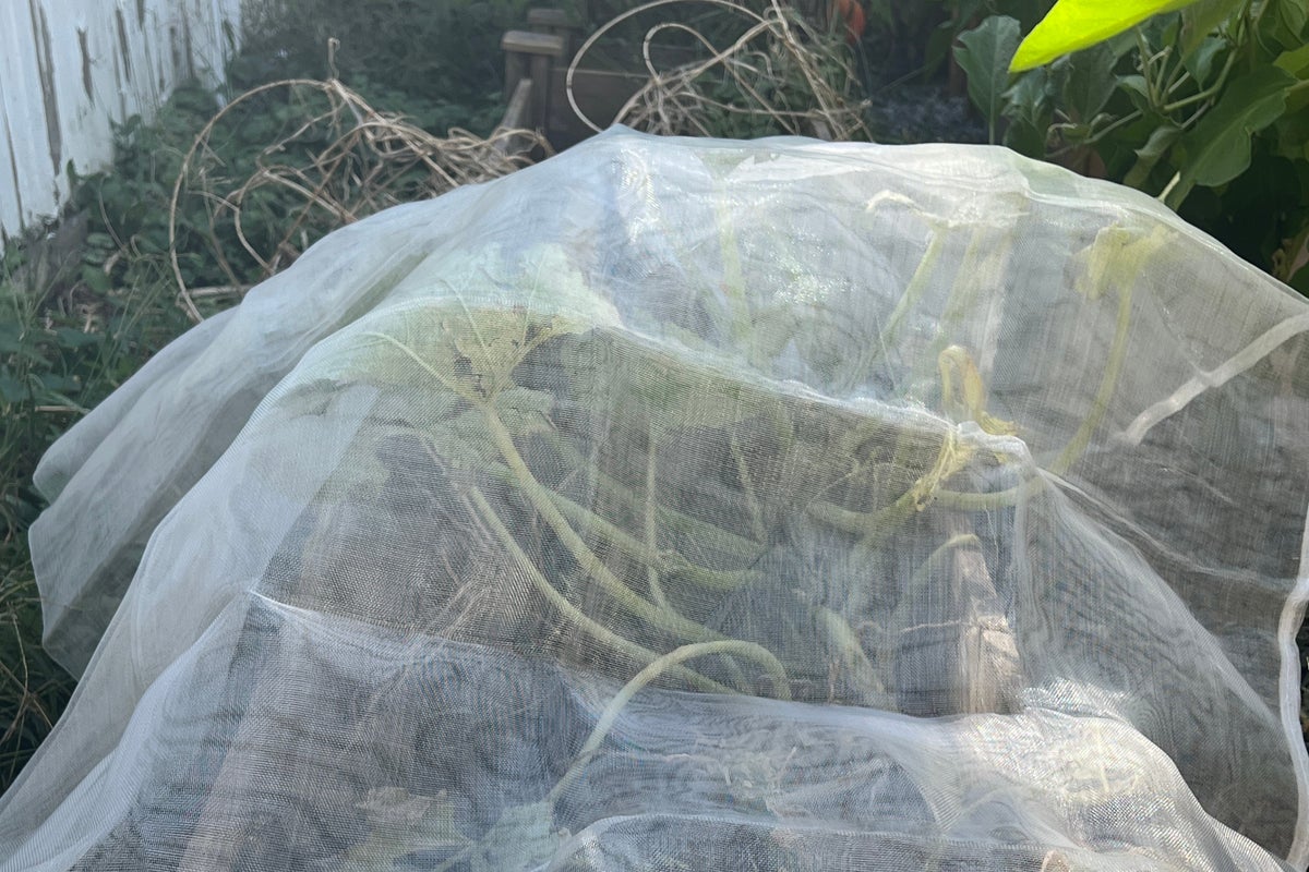 A simple row cover can save late-summer vegetables as frost threatens