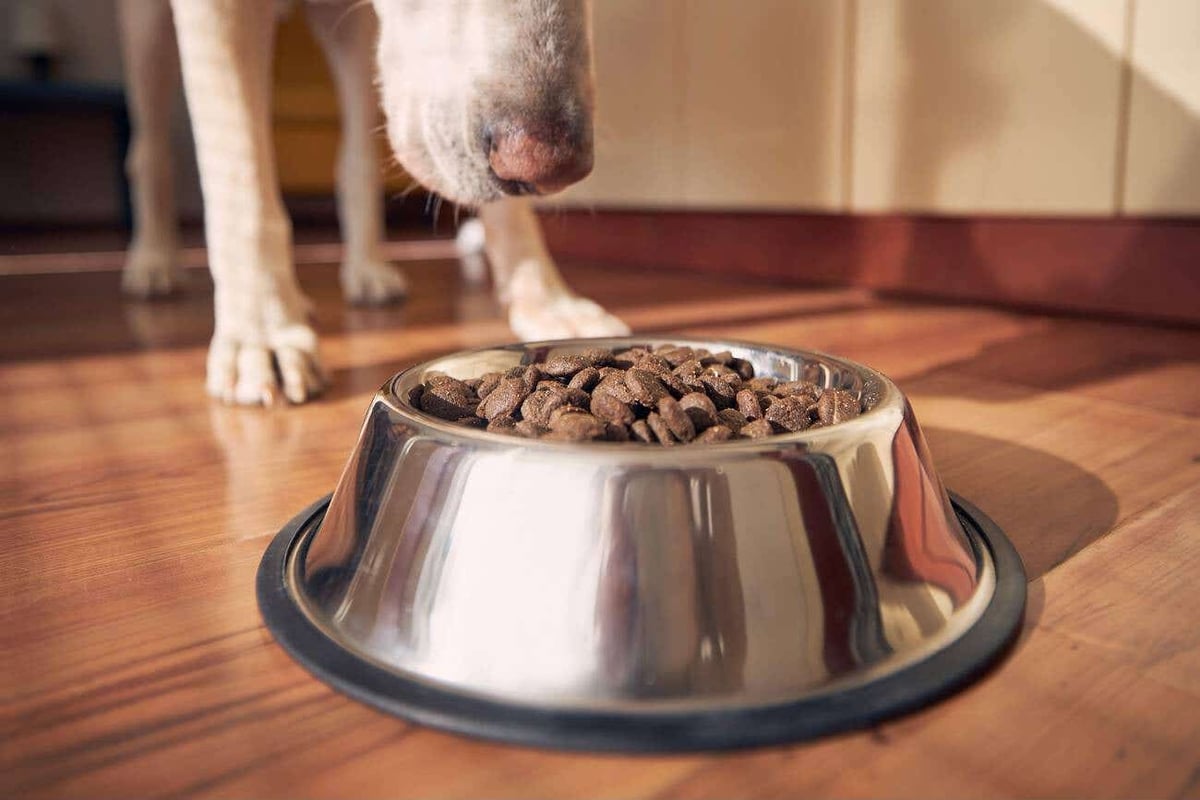 Dog food brand reports investigation found no link with eye problems in pets
