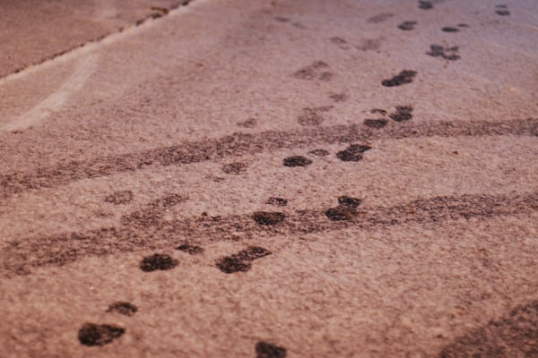 The 3 best carpet stain removers, according to Consumer Reports