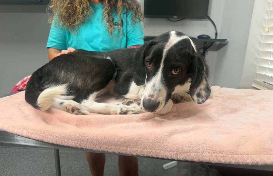 Dog survives being shot, wrapped in tarp and left in culvert