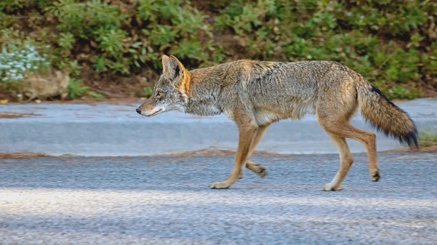 Coyote density is 9 times higher in Seattle than the Washington wilderness, UW finds