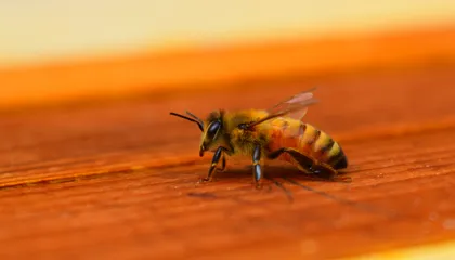 More Than 800,000 Bees, Worth Tens of Thousands of Dollars, Have Been Stolen in ‘Sophisticated’ Heists Across Northern Australia