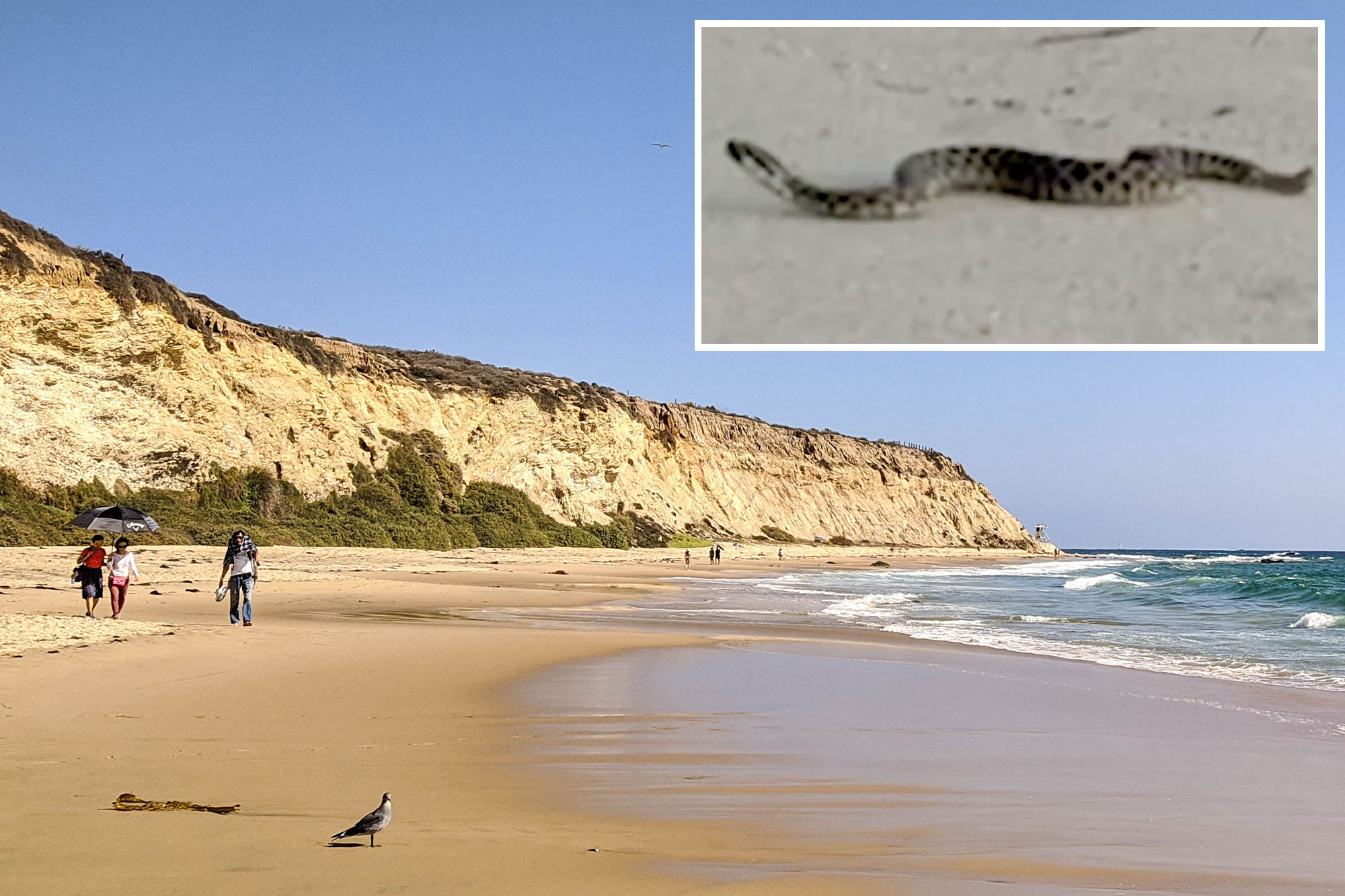 Camouflaged rattlesnake caught in bizarre dance on SoCal beach during rare encounter