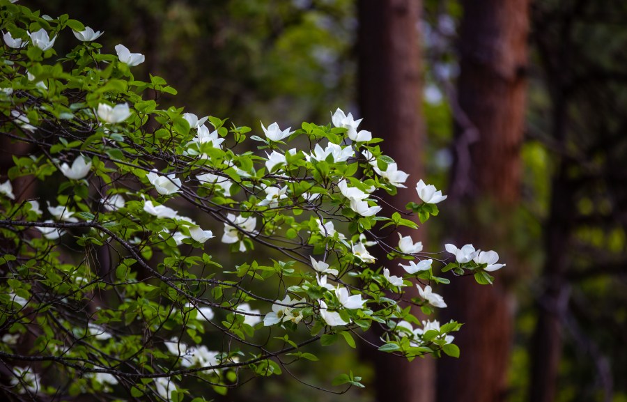 Edwardsville officials offer reimbursement for tree planting