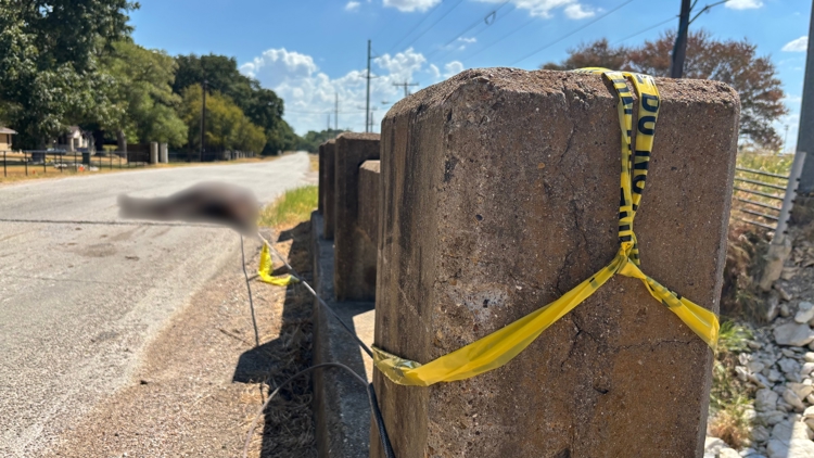Dead horse tied to small bridge, 'dumped' along North Texas rural road, official says