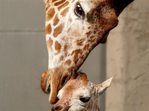 It’s a boy: Zoo announces giraffe birth, names newest calf