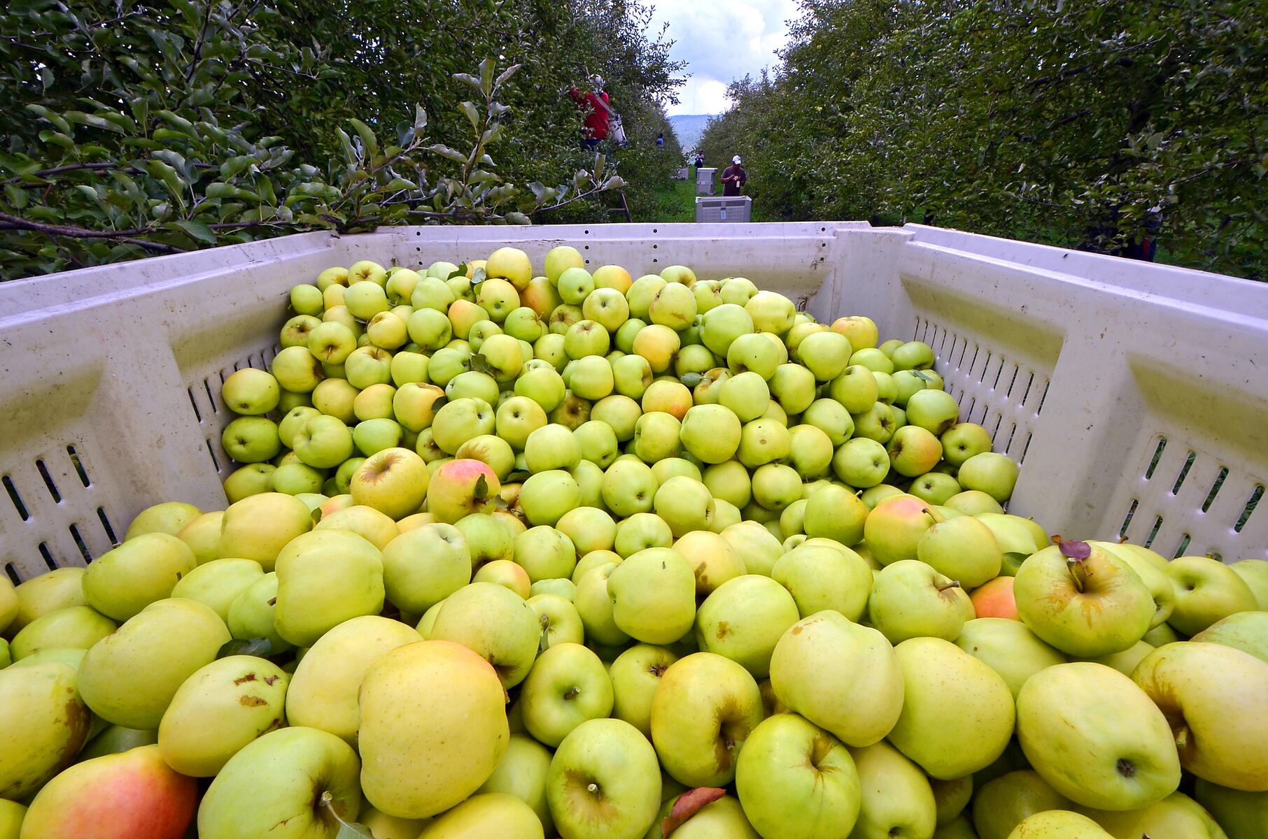 America’s two best apple orchards are both in Upstate New York, voters say