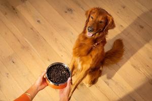 Uncover your kibble: 5 things to look for in your dog’s food