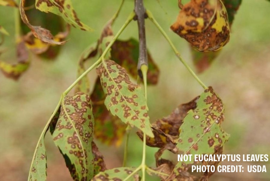 CBP stops unknown fungus at Houston airport to protect trees