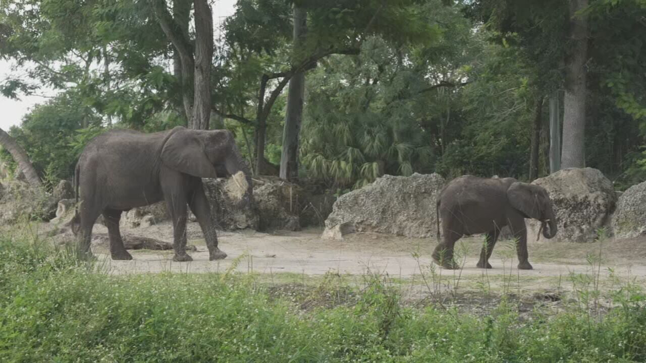 Disney gives behind-the-scenes look at animal care at Animal Kingdom