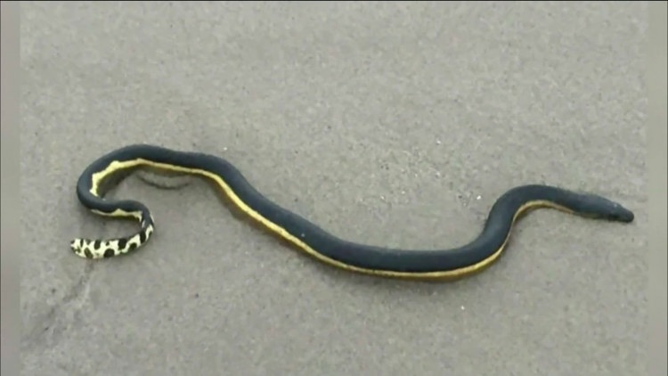 Expert warns venomous sea snakes may reach San Diego as ocean temperatures warm