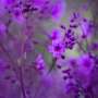 Chile's Atacama Desert blossoms with life after El Niño rains