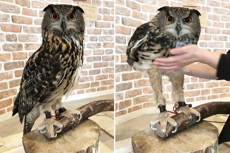 Internet loses its mind over the length of owl’s legs… but it turns out they ALL look like this