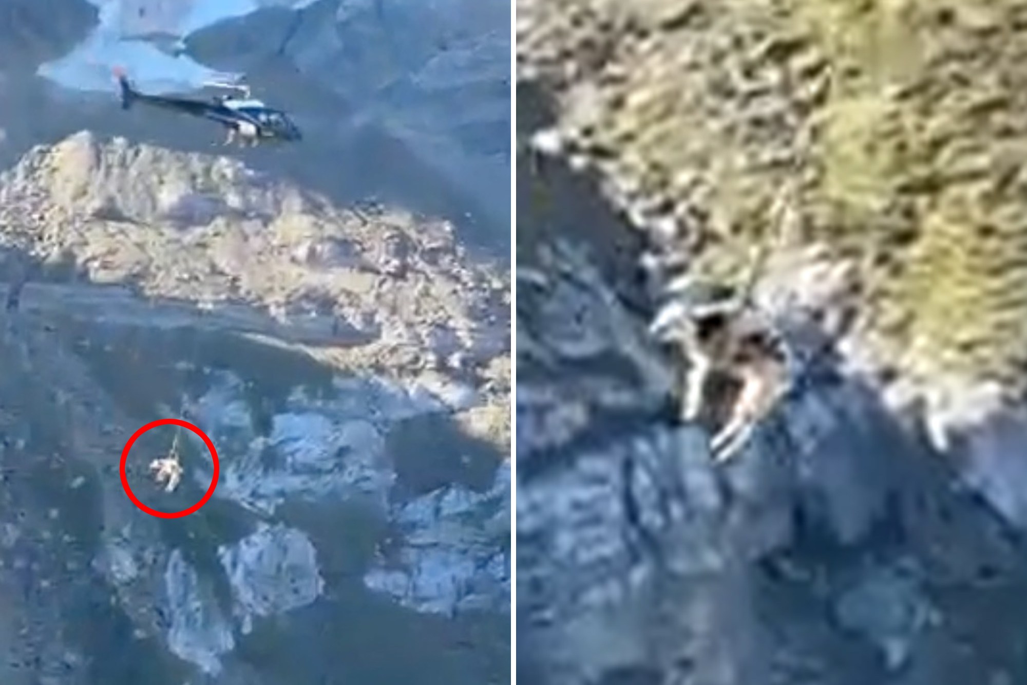 Wild moment cow airlifted from French mountain after getting stuck in the mud