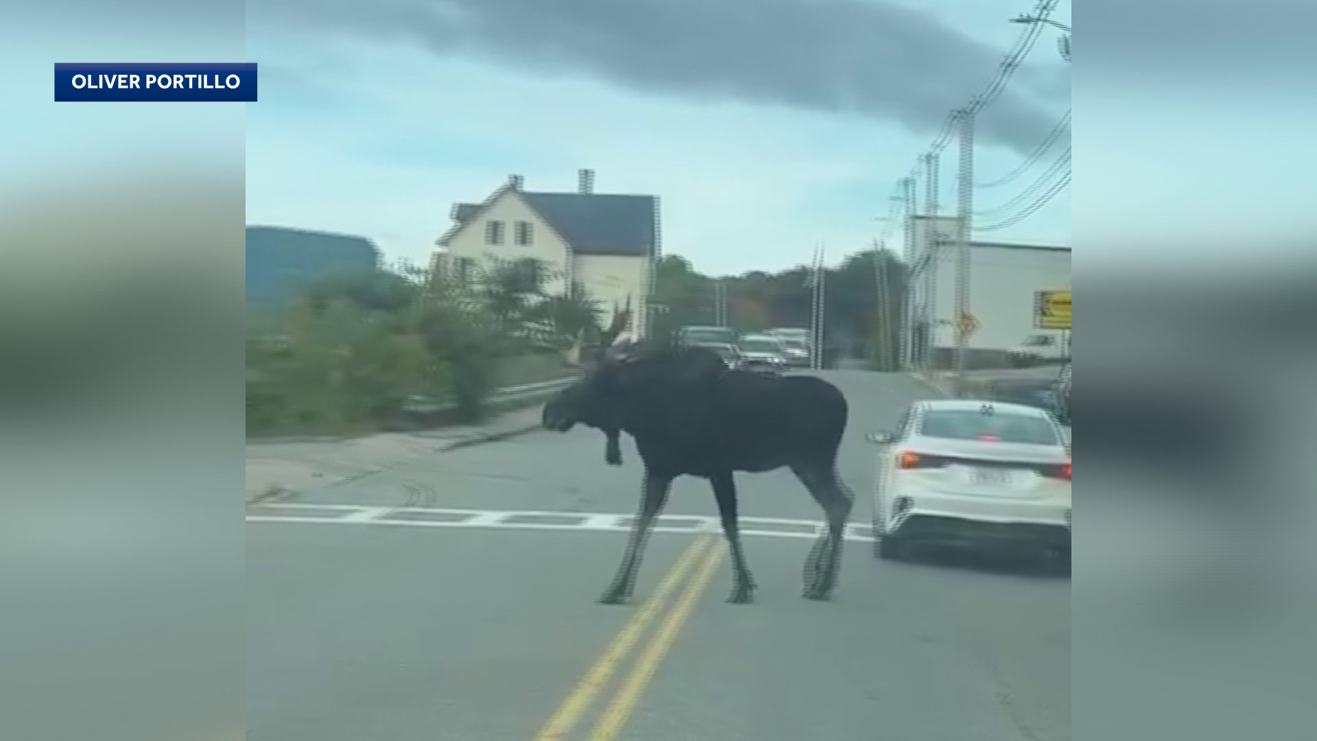 Moose spotted strolling around Mass. city