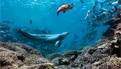 Meet Bubbles, a Dolphin in Australia That Chases Fish Until They Barf—Then Eats Their Upchucked Meals