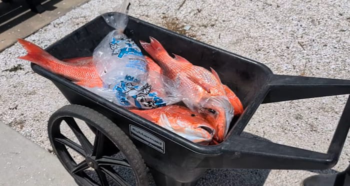 Florida anglers get 14-day window to catch red snapper this fall after federal approval