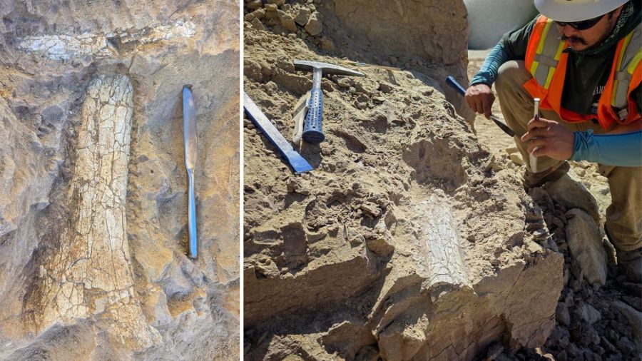 Fossils found in Southern California could be prehistoric 'thunder beast' or 'swamp rhino'
